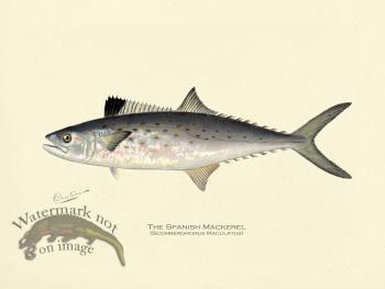 Mackerel - Spanish Mackerel